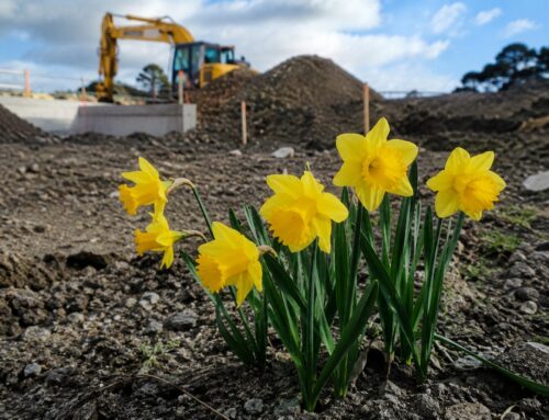 Green Shoots for Construction? Why Rising Building Consents Matter